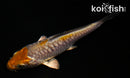 4" DOITSU METALLIC OCHIBA SHIGURE