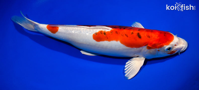 13.75" HEISEI NISHIKI