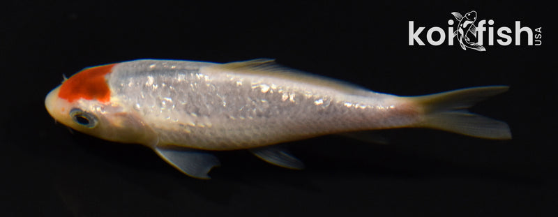 3.75" GINRIN TANCHO GOROMO