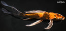 9.5" KIN HI SHOWA BUTTERFLY