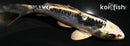 4.5" KIKOKURYU