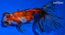 5" CALICO TELESCOPE GOLDFISH