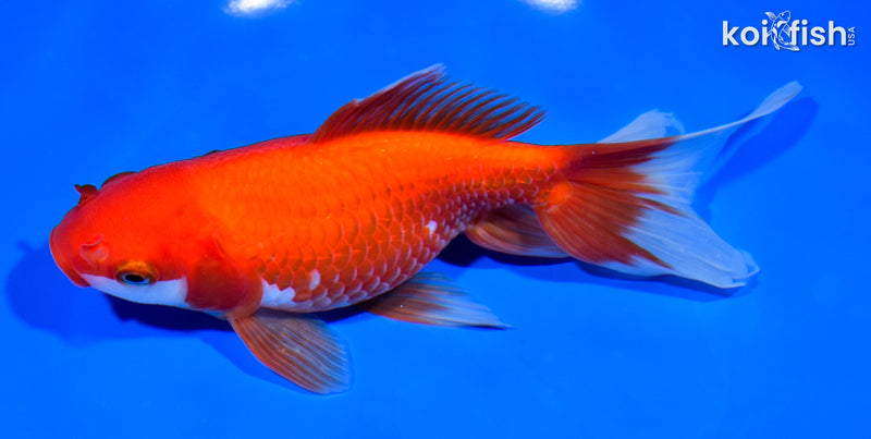 7.25" WAKIN GOLDFISH