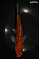 9.5" GINRIN OCHIBA SHIGURE