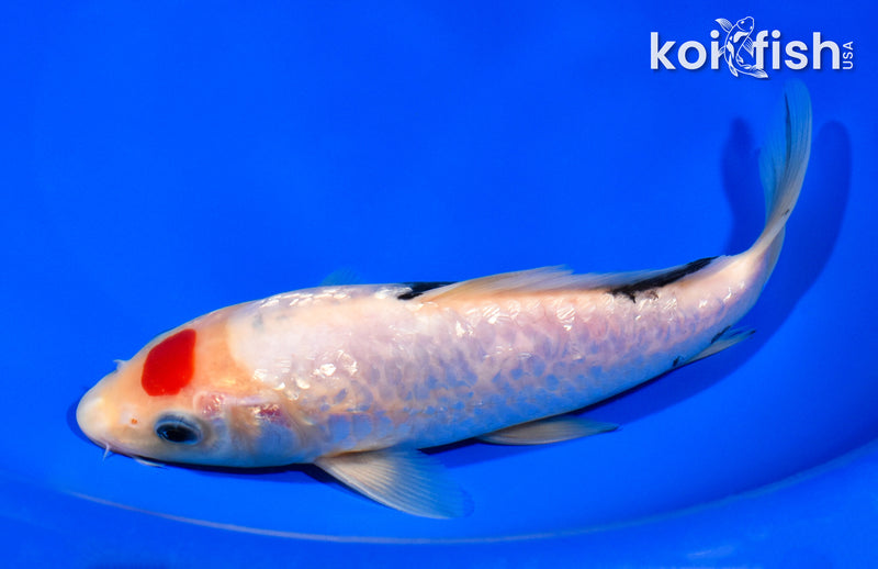 7.75" TANCHO GINRIN SANKE
