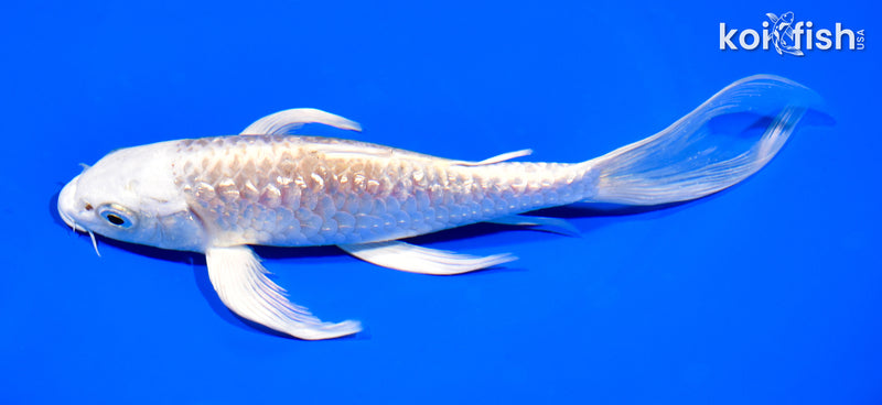 7.75" ARAGOKE PLATINUM OGON BUTTERFLY