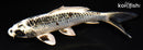 6.75" GINGA