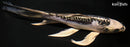 8.25" KIKOKURYU BUTTERFLY