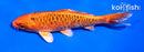 5" ORENJI MATSUBA