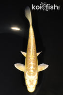 6.25" ARAGOKE YAMABUKI OGON