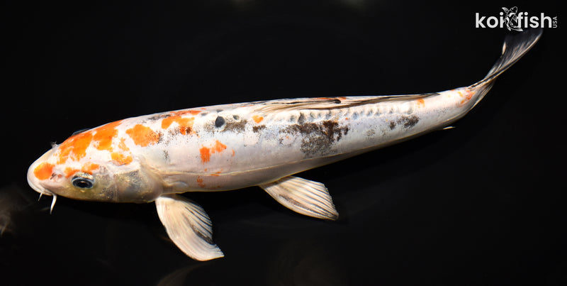 12.25" HEISEI NISHIKI