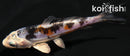 4.5" BENI KIKOKURYU