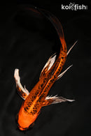 8.75" KIN ORENJI MATSUBA BUTTERFLY