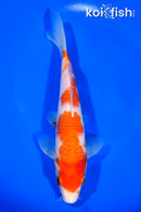 7.75" KOHAKU