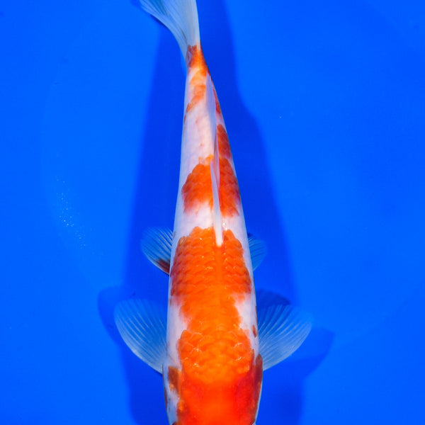 7.75