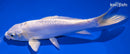 7" DOITSU PLATINUM OGON