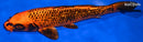9.5" GINRIN ORENJI MATSUBA