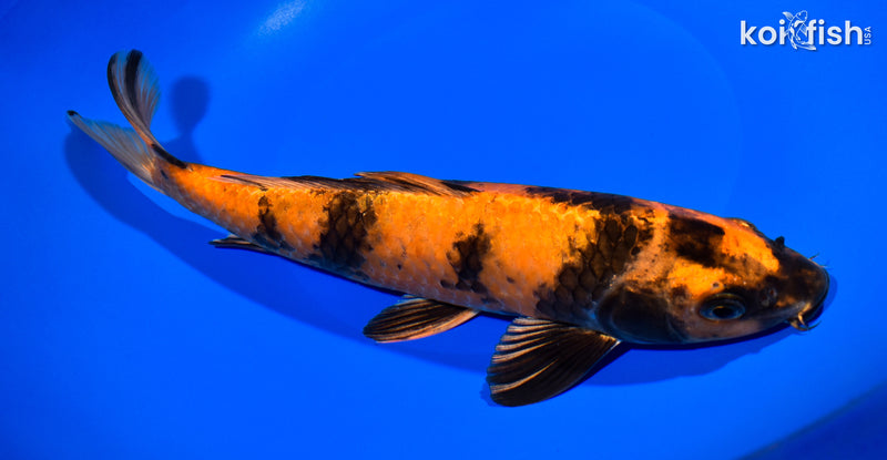 11" KIN HI UTSURI