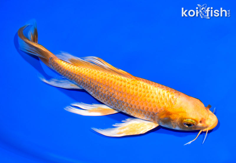 8.25" ORENJI OGON BUTTERFLY