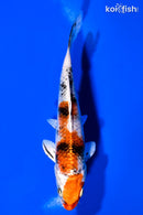 6.25" YAMATO NISHIKI