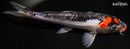 8.5" KUCHIBENI DOITSU GOSHIKI
