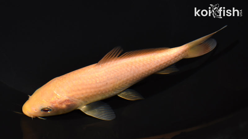 5.5" KARASHIGOI