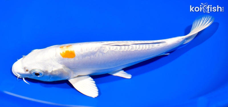 8.25" KIKUSUI