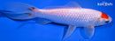 7" TANCHO COMET GOLDFISH