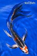 9.75" KUJAKU BUTTERFLY