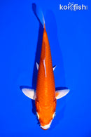 5.5" KUCHIBENI HARIWAKE