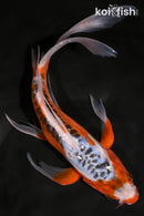 9.25" HI SHUSUI BUTTERFLY