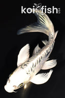 7" ARGOKKE KIKOKURYU BUTTERFLY