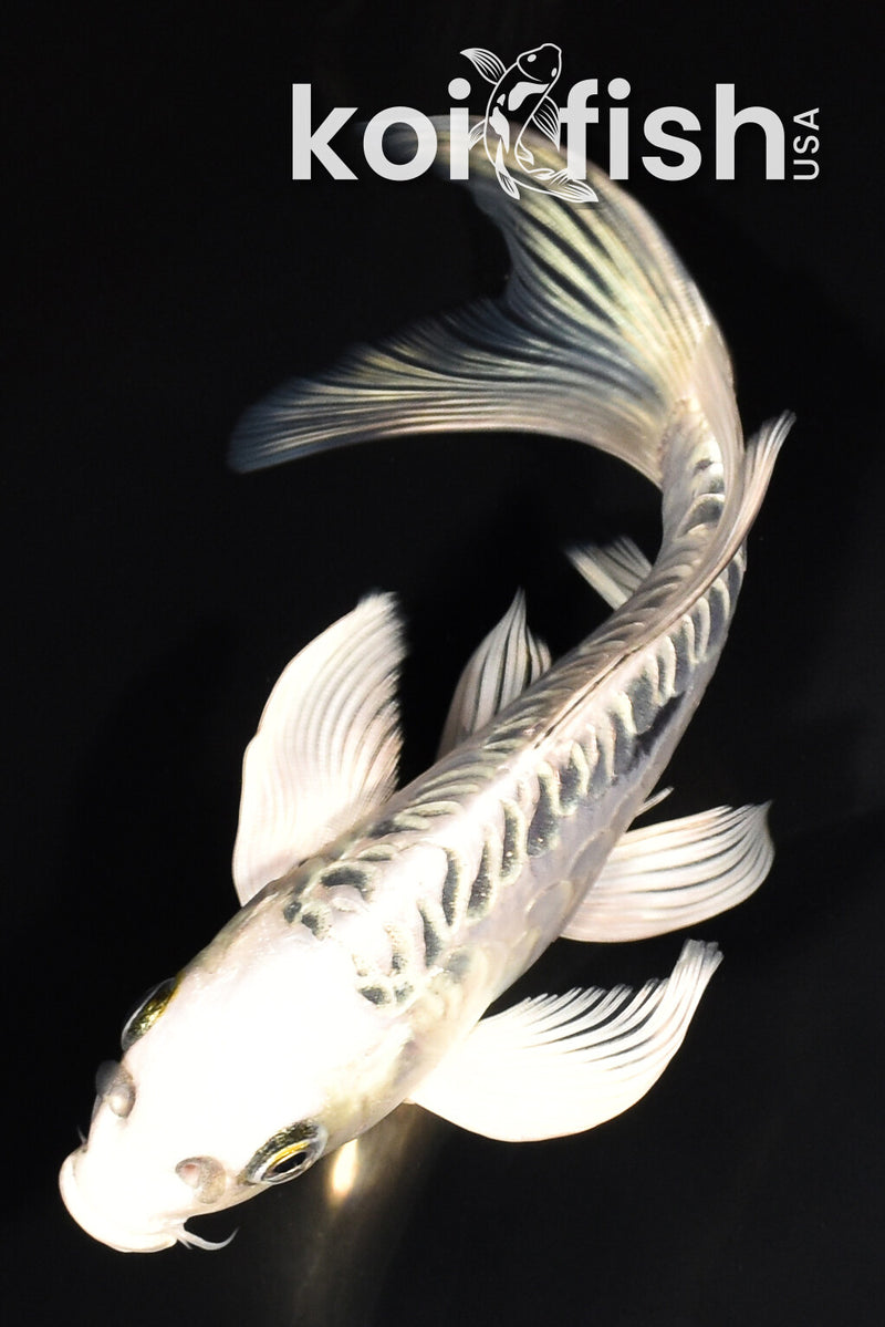 7" ARGOKKE KIKOKURYU BUTTERFLY