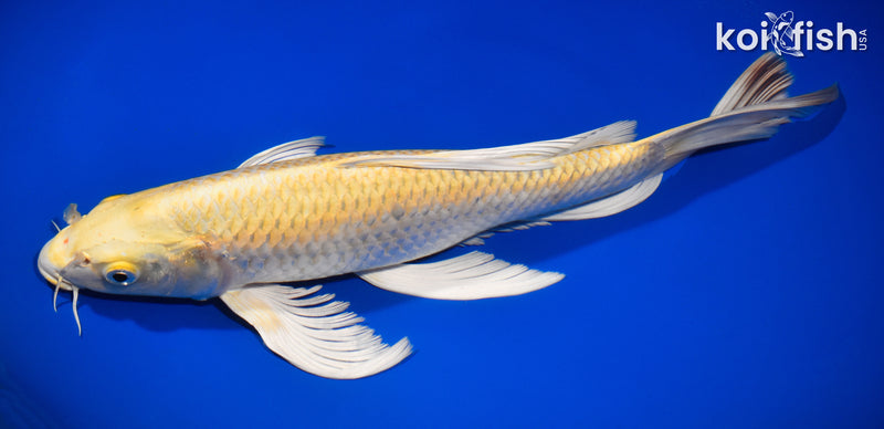 12.25" YAMABUKI OGON BUTTERFLY