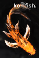 7" ORENJI BEKKO BUTTERFLY