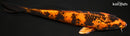 9" KIN HI UTSURI