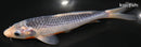 7.75" ASAGI