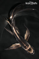 8.25" KIKOKURYU BUTTERFLY