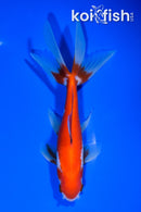 6" WATONAI GOLDFISH