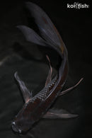 10.5" OCHIBA SHIGURE BUTTERFLY