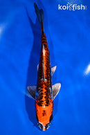 8.75" BENI KIKOKURYU