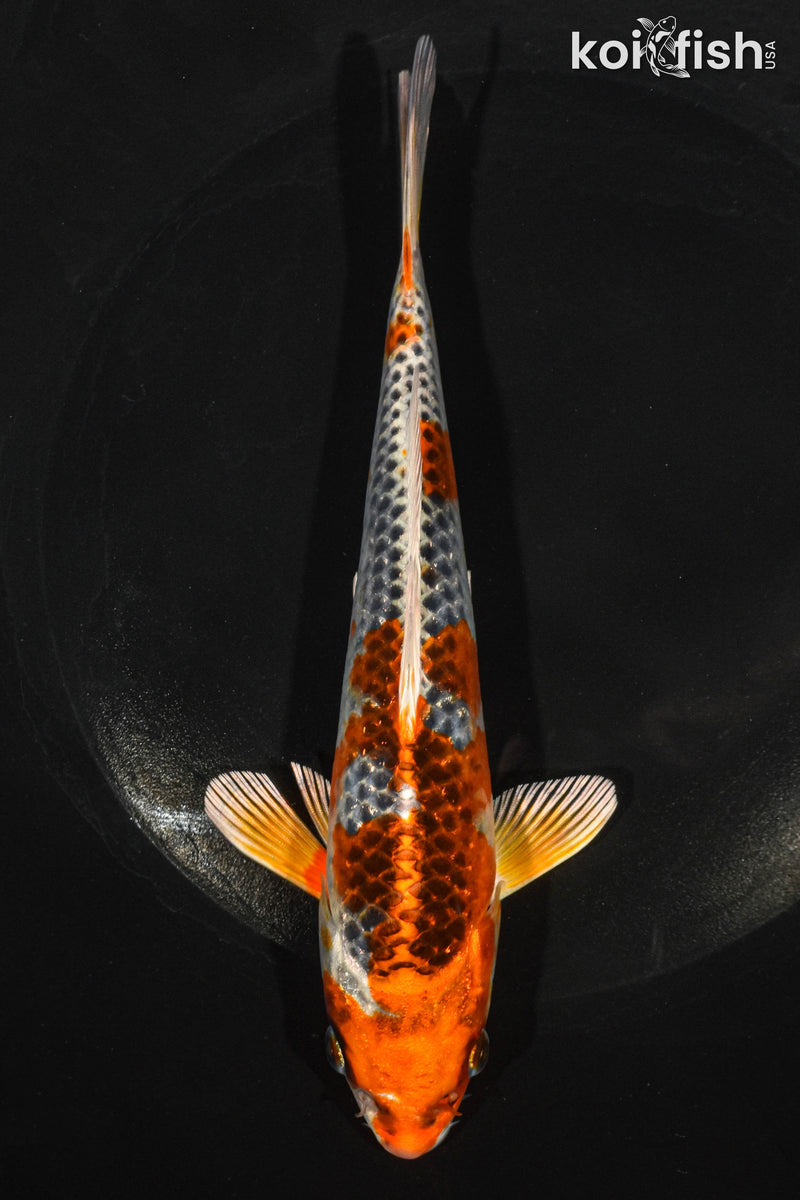 7.5" KUJAKU