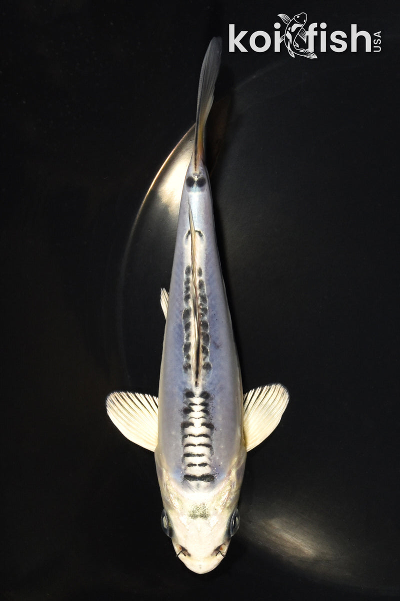 5.5" DOITSU GIN MATSUBA