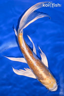 9.5" DOITSU LEMON HARIWAKE BUTTERFLY