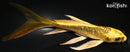 5.25" GINRIN KIN KI MATSUBA BUTTERFLY