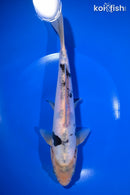 10.75" DOITSU SHIRO BEKKO