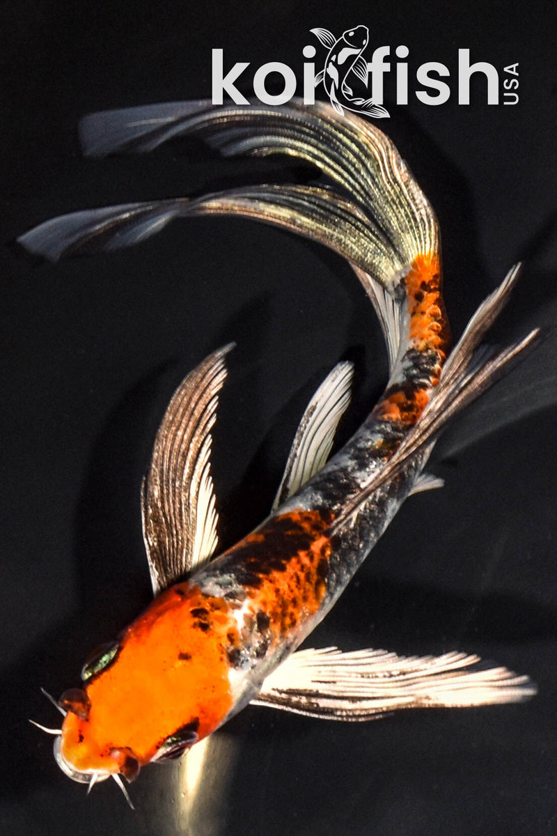 6.5" YAMATO NISHIKI BUTTERFLY