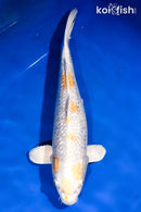 14.5" GINRIN HARIWAKE