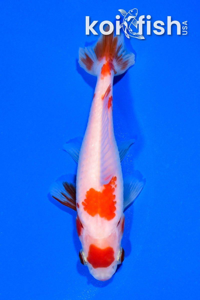 4.5" WAKIN GOLDFISH