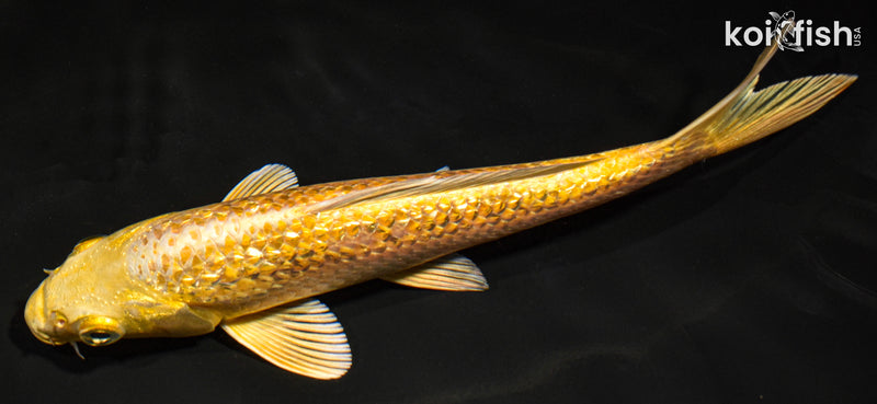 7.5" GINRIN YAMABUKI OGON